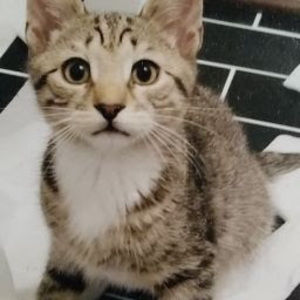 Meet your Posher, Hae joong